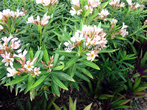 Barbados Flora